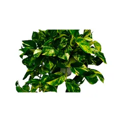 JARDINEROS - Helecho Palmilla - Cordatum De Interior Diámetro 20 Cm