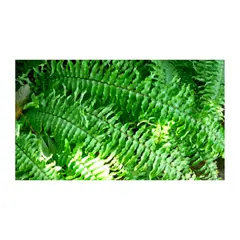 JARDINEROS - Helecho Boston Pequeño - Nephrolepsis Exaltata De Interior Diámetro 14 Cm
