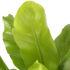 JARDINEROS - Helecho Nido De Ave Mediano - Asplenium Nidus De Interior Diámetro 14 Cm