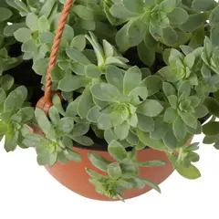 JARDINEROS - Planta Colgante Follaje De Interior Diámetro 12 Cm