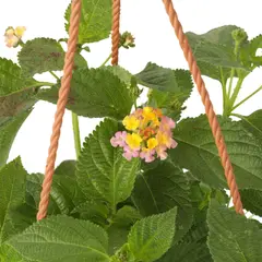 JARDINEROS - Planta Colgante Mediana De Interior Diámetro 12 Cm