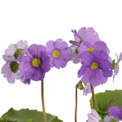 JARDINEROS - Primavera Morada - Primula Obconica De Interior Diámetro 14 Cm
