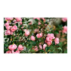 JARDINEROS - Rosa Mini - Rosa De Exterior Diámetro 14 Cm