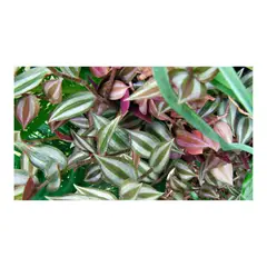 JARDINEROS - Sinvergüenza Colgante - Phyllonoma De Interior Diámetro 25 Cm