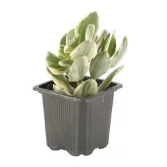 JARDINEROS - Suculenta Grande - Crassulacea De Interior Diámetro 7 Cm