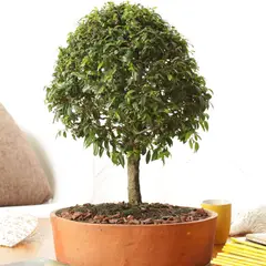 JARDINEROS - Bonsai Guayacan De Manizales De 10 Años - Lafoensia Acuminata De Interior Diámetro 40 Cm