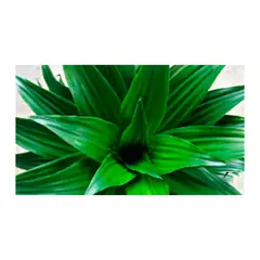 JARDINEROS - Janet Craig - Dracaena De Interior Diámetro 35 Cm