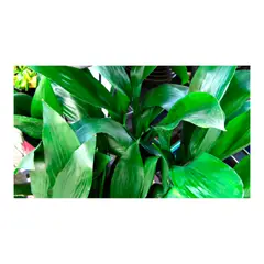 JARDINEROS - Billete - Eucharis Spp De Interior Diámetro 12 Cm