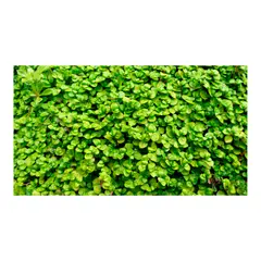 JARDINEROS - Lágrima De Bebé - Soleirolia De Exterior Diámetro 10 Cm