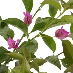 JARDINEROS - Buganvil Morado - Boungainvillea De Exterior Diámetro 30 Cm