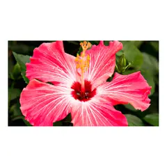 JARDINEROS - Cayeno - Hibiscus Rosa De Exterior Diámetro 30 Cm
