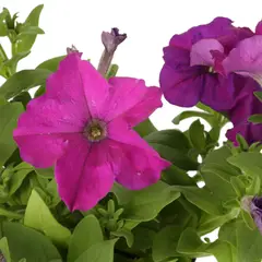 JARDINEROS - Conservadora Morada - Petunia Hybrid De Exterior Diámetro 14 Cm