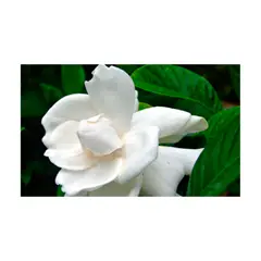 GENERICO - Gardenia - Gardenia Jasminoides De Exterior Diámetro 35 Cm
