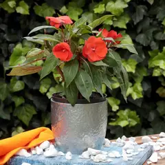 undefined - Besito Nueva Guinea Naranja - Impatiens Hawkeri De Exterior Diámetro 14 Cm