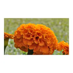JARDINEROS - Marygold Naranja - Tagetes De Exterior Diámetro 10 Cm