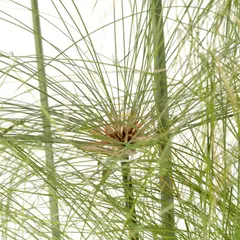 JARDINEROS - Papiro - Cyperus Papyrus De Exterior Diámetro 35 Cm