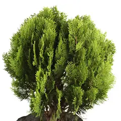 JARDINEROS - Pino Dorado Mediano - Platycladus De Exterior Diámetro 20 Cm