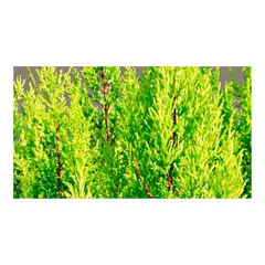 JARDINEROS - Pino Dorado Pequeño - Platycladus De Exterior Diámetro 20 Cm