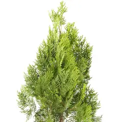 JARDINEROS - Pino Dorado - Platycladus De Exterior Diámetro 25 Cm