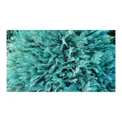 JARDINEROS - Pino Azul - Chamaecyparis De Exterior Diámetro 16 Cm