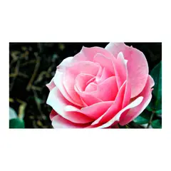 JARDINEROS - Rosa - Rosa Sp De Exterior Diámetro 15 Cm