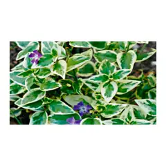 JARDINEROS - Vinca Variegada - Vinca Minor De Exterior Diámetro 14 Cm