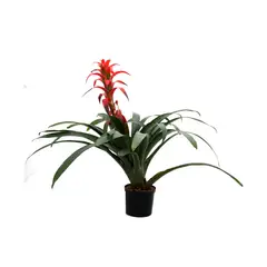 undefined - Planta En Liquidación 3 Diámetro 20 Cm