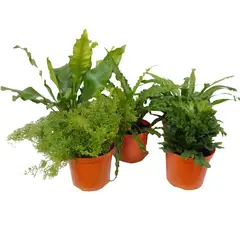 DECORPLANTAS - Helecho Variado Exótico - Nephrolepsis De Exterior Diámetro 14 Cm