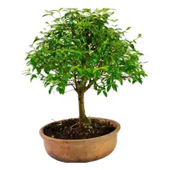 DECORPLANTAS - Bonsai Variado De 3 Años - Acer Japonico De Interior Diámetro