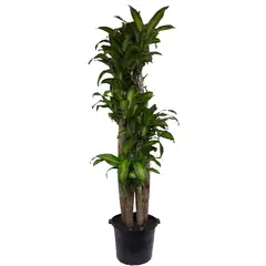 DECORPLANTAS - Tronquito De La Felicidad 5 Cañas - Dracaena De Interior Diámetro 25 Cm