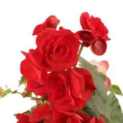 JARDINEROS - Begonia De Flor - Begonia x Himealis De Interior Diámetro 14 Cm