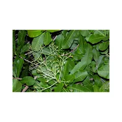 JARDINEROS - Helecho Palma - Phlebodium Aureum De Interior Diámetro 14 Cm