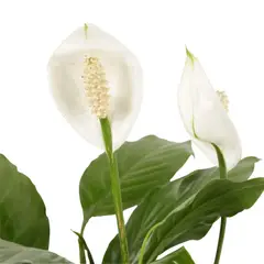JARDINEROS - Garza Blanca - Spathiphyllum Wallisii De Interior Diámetro 12 Cm