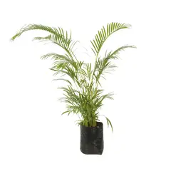 JARDINEROS - Palma Areca De 80 Cm - Dypsis Lutescens De Interior Diámetro 35 Cm