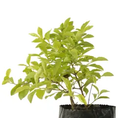 JARDINEROS - Duranta - Duranta Repens De Exterior Diámetro 12 Cm