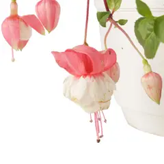 GENERICO - Arreglo Canasta Fucsia de Exterior Diámetro 24cm