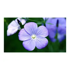 JARDINEROS - Lino - Phormium De Exterior Diámetro 35 Cm