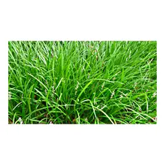 JARDINEROS - Liriope - Liriope De Exterior Diámetro 14 Cm