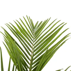 JARDINEROS - Palma Kentia - Howea Forsteriana De Exterior Diámetro 35 Cm