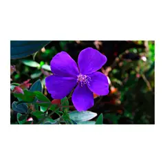 JARDINEROS - Siete Cueros Rastrero - Tibouchina De Exterior Diámetro 14 Cm
