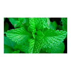 JARDINEROS - Yerbabuena Menta - Mentha Spicata De Exterior Diámetro 14 Cm