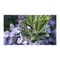 JARDINEROS - Romero - Rosmarinus Officinalis De Exterior Diámetro 14 Cm