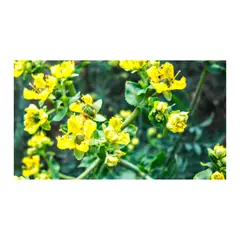 JARDINEROS - Ruda - Ruta Graveolens De Exterior Diámetro 14 Cm