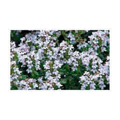 JARDINEROS - Tomillo - Thymus Vulgaris De Exterior Diámetro 14 Cm