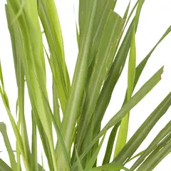 JARDINEROS - Limonaria - Cymbopogon Citratus De Interior/Exterior Diámetro 14 Cm