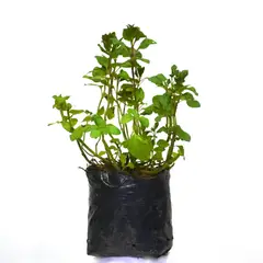 JARDINEROS - Sígueme De Exterior Diámetro 14 Cm