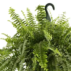 JARDINEROS - Helecho Boston - Nephrolepsis Exaltata De Interior Diámetro 25 Cm