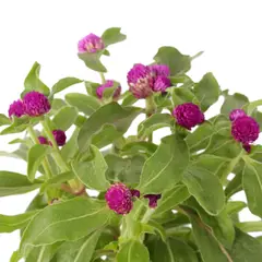 JARDINEROS - Siempre Viva - Gomphrena Globosa De Exterior Diámetro 12 Cm