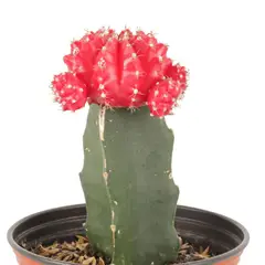 JARDINEROS - Cactus Injerto - Cactaceae De Interior Diámetro 9 Cm