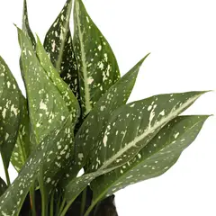 JARDINEROS - Aglaonema Perdíz - Aglaonema De Interior Diámetro 30 Cm